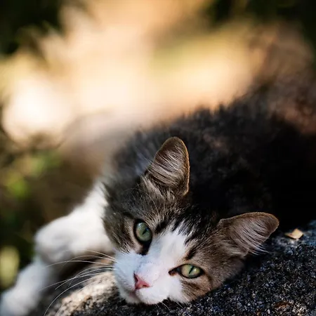 Bed & Breakfast A Melingrana 4*