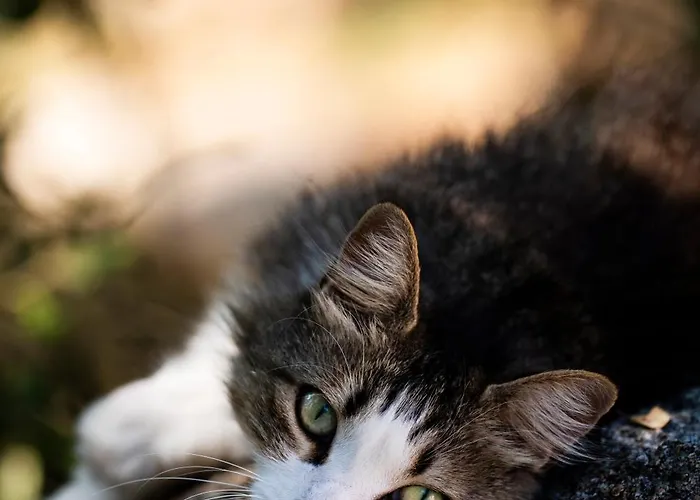 Alojamento de Acomodação e Pequeno-almoço A Melingrana 4*