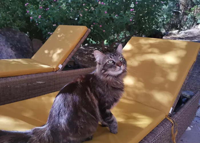 Alojamento de Acomodação e Pequeno-almoço A Melingrana Lecci